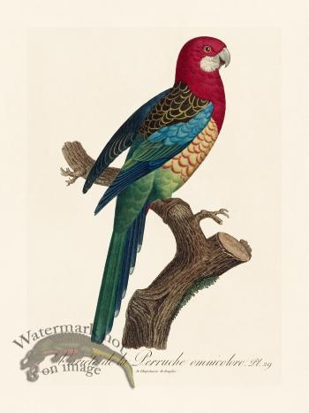 Barraband Parrot 029